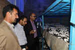 دکتر پهلوانی  رییس دانشگاه جامع علمی-کاربردی خراسان شمالی از کارگاه آموزشی تولید قارچ مرکز آموزش علمی کاربردی جهاددانشگاهی بجنورد بازدید کرد